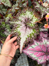 Load image into Gallery viewer, Begonia “Harmony’s Picasso ”, 4" Rare Find