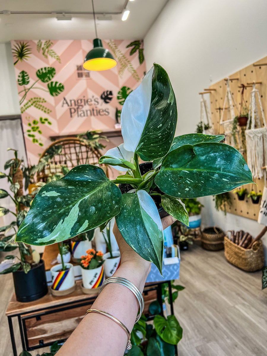 philodendron wg 4” Philodendron White Wizard – Angie's Planties