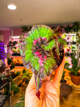 Load image into Gallery viewer, Begonia “Harmony’s Witch’s Cloak”, 4inch pot