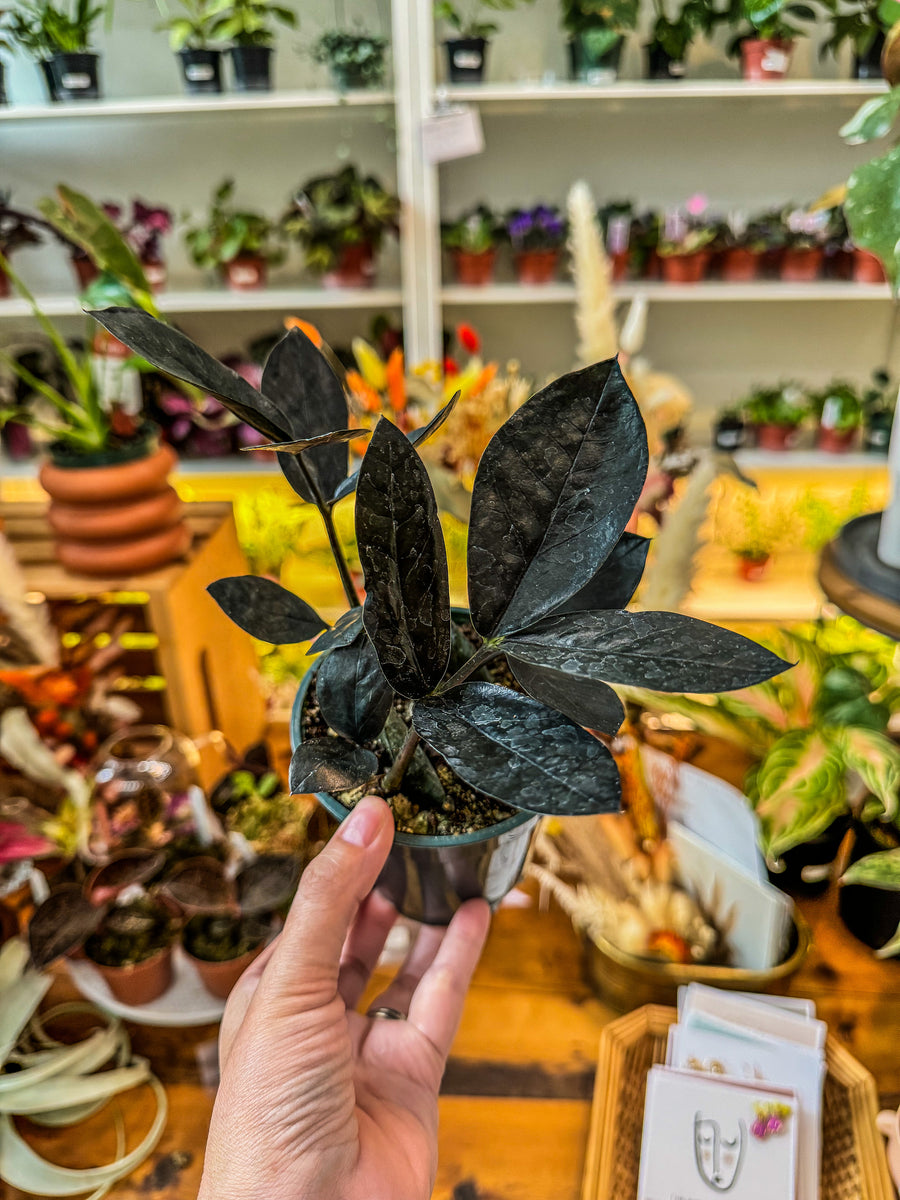 raven house plant Zamioculcas raven 'Black Zz plant' – Angie's Planties