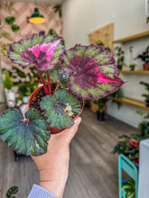 Load image into Gallery viewer, Begonia Rex “Harmony’s True Love”,4”