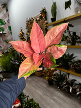 Load image into Gallery viewer, Aglaonema Pink Diamond