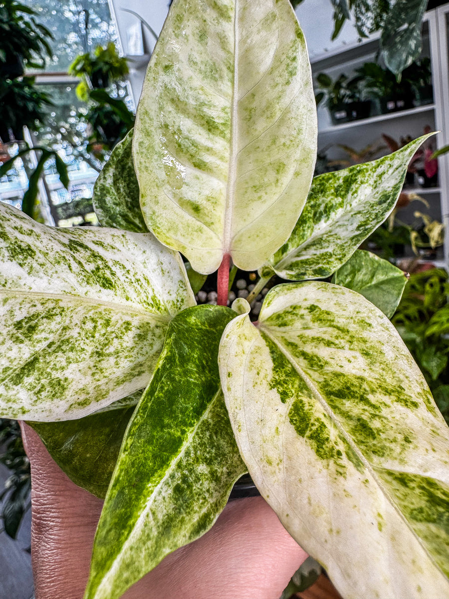 anthurium hookeri pink variegated Anthurium Hookeri Variegated 4” – Angie's Planties