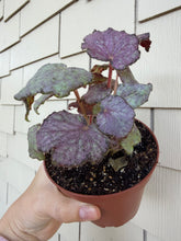 Load image into Gallery viewer, Begonia “Dean Turney” , 4"