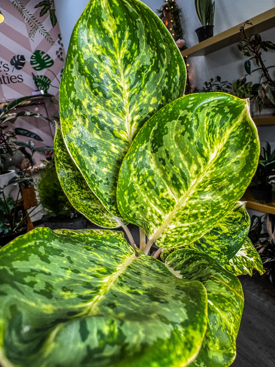N*P様 THE GREEN KONG Aglaonema picture Aglaonema Green Papuma 4” – Angie's Planties