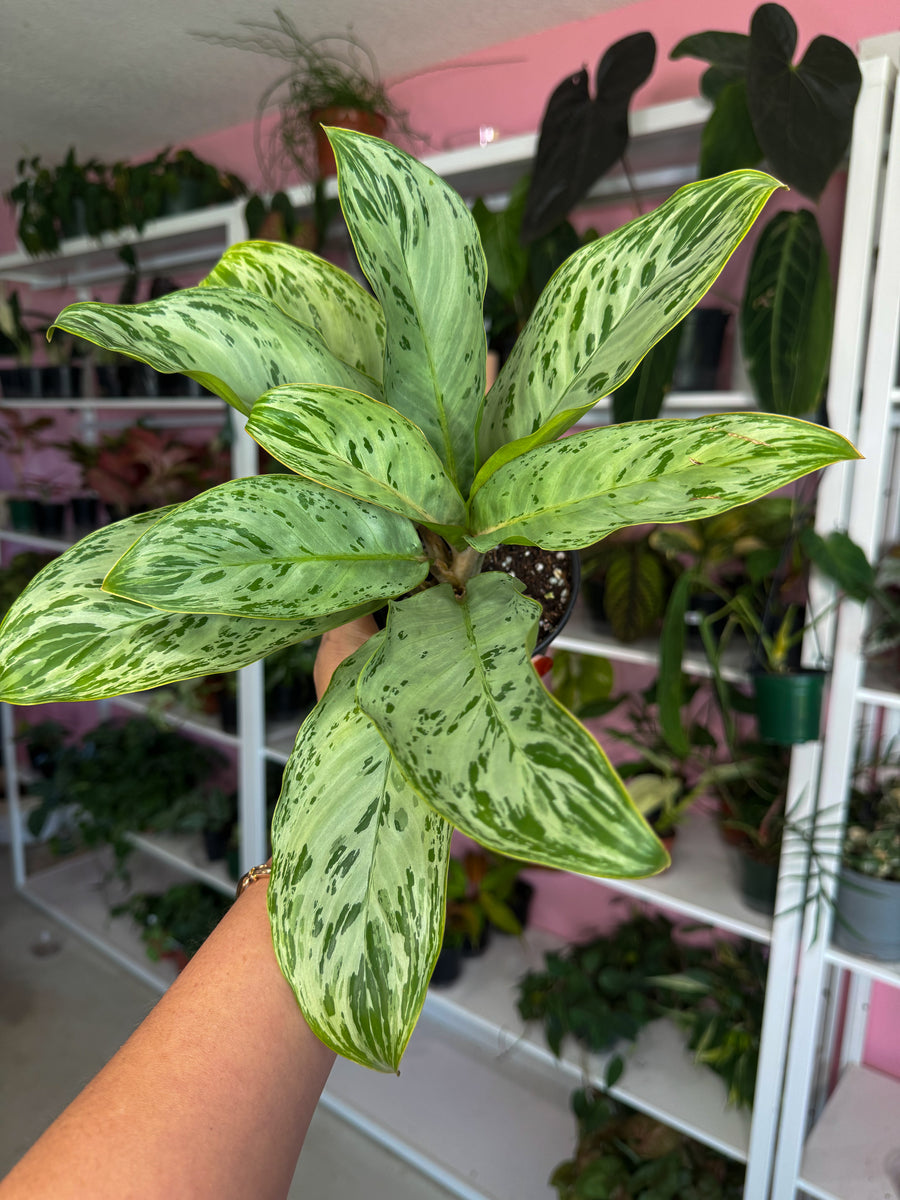 new aglaonema varieties Aglaonema Donatello 4” – Angie's Planties
