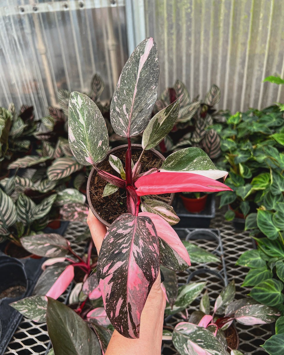 Philodendron Pink Princess Marbled  Angie's Planties