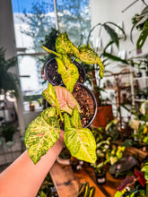 Load image into Gallery viewer, Syngonium Confetti Tricolor