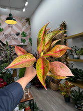 Load image into Gallery viewer, Aglaonema Pink Baramre, 4” Plant