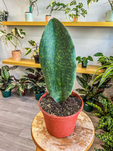 Load image into Gallery viewer, Sansevieria masoniana, Whale Fin Snake Plant, 8” Plant
