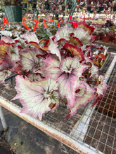 Load image into Gallery viewer, Begonia “Harmony’s Pink Armageddon”, 4"