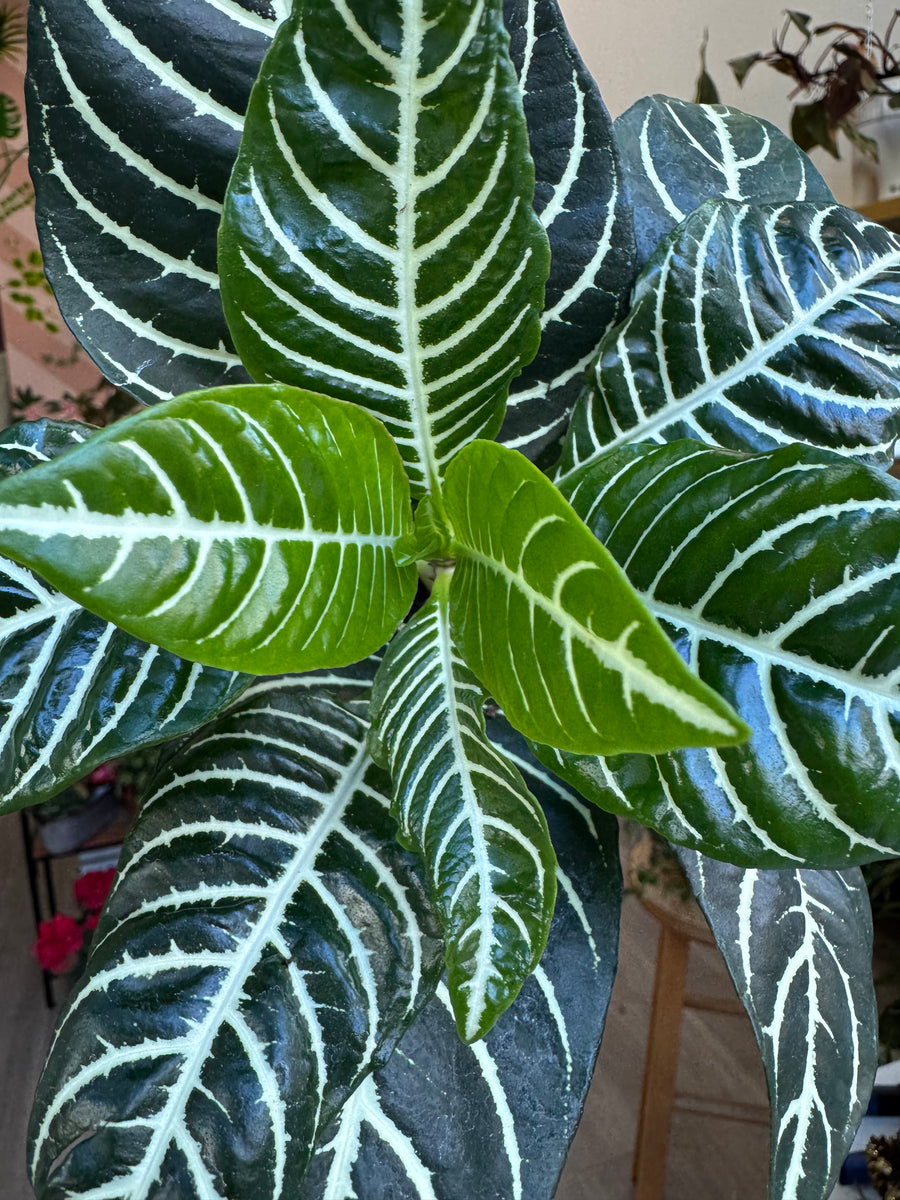 Aphelandra Dania (Zebra Plant)  Angie's Planties