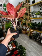 Load image into Gallery viewer, Aglaonema Pink Diamond