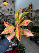 Load image into Gallery viewer, Aglaonema Pink Baramre, 4” Plant