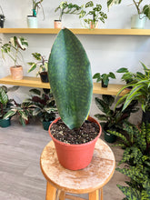 Load image into Gallery viewer, Sansevieria masoniana, Whale Fin Snake Plant, 8” Plant
