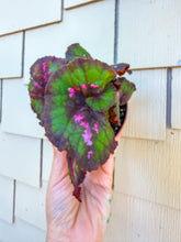 Load image into Gallery viewer, Begonia “Harmony’s Witch’s Cloak”, 4inch pot