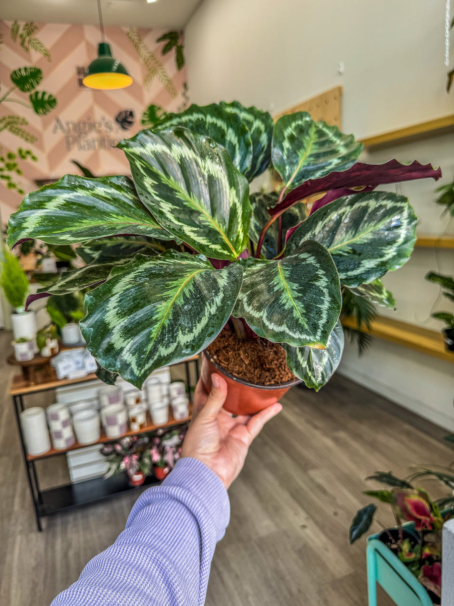 Calathea 