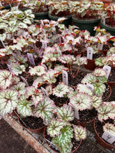 Load image into Gallery viewer, Begonia “Harmony’s Pink Armageddon”, 4"