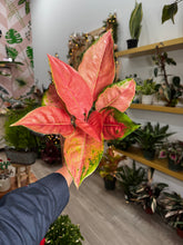 Load image into Gallery viewer, Aglaonema Pink Diamond