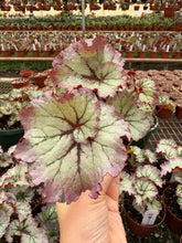 Load image into Gallery viewer, Begonia “Harmony’s Pink Armageddon”, 4"