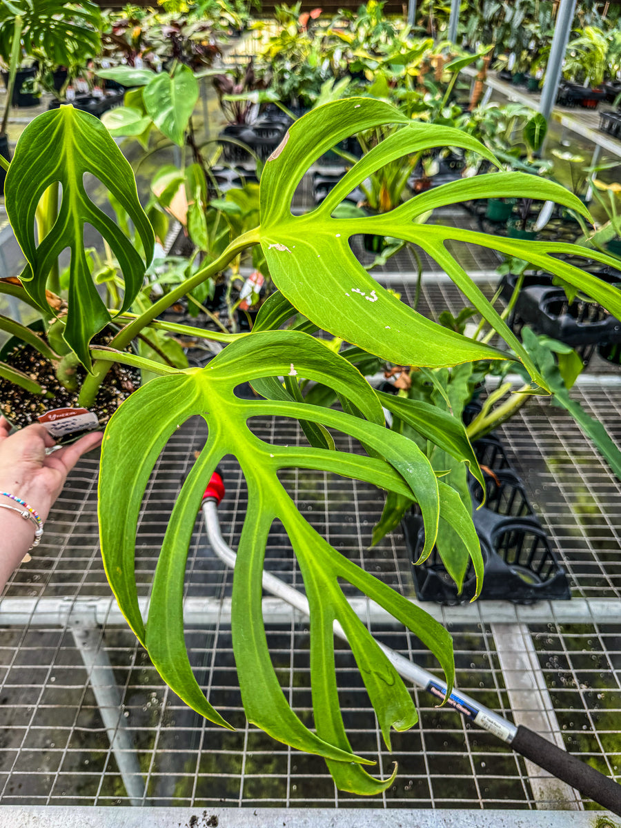 Monstera Burle Marx Flame “A” – Angie's Planties