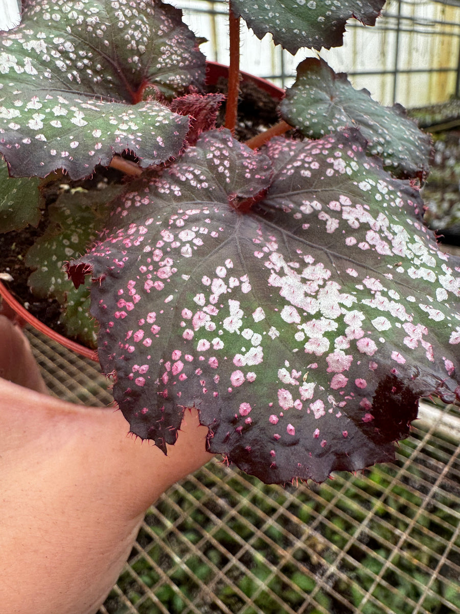 Begonia Rex “Harmony's Cherry Bomb” – Angie's Planties