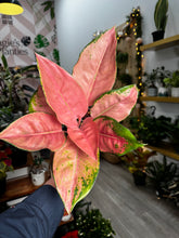 Load image into Gallery viewer, Aglaonema Pink Diamond