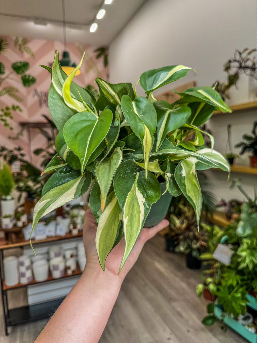 Philodendron Silver Stripe, 6” Pot – Angie's Planties