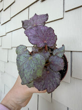 Load image into Gallery viewer, Begonia “Dean Turney” , 4"
