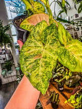 Load image into Gallery viewer, Syngonium Confetti Tricolor