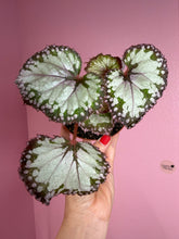 Load image into Gallery viewer, Begonia “Harmony’s Picasso ”, 4" Rare Find