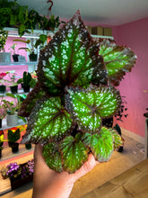 Load image into Gallery viewer, Begonia Rex “Nightfall”