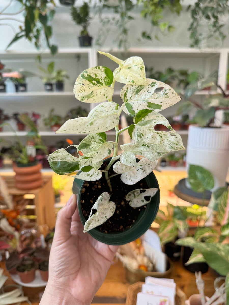 Epipremnum pinnatum variegata 'Marble'