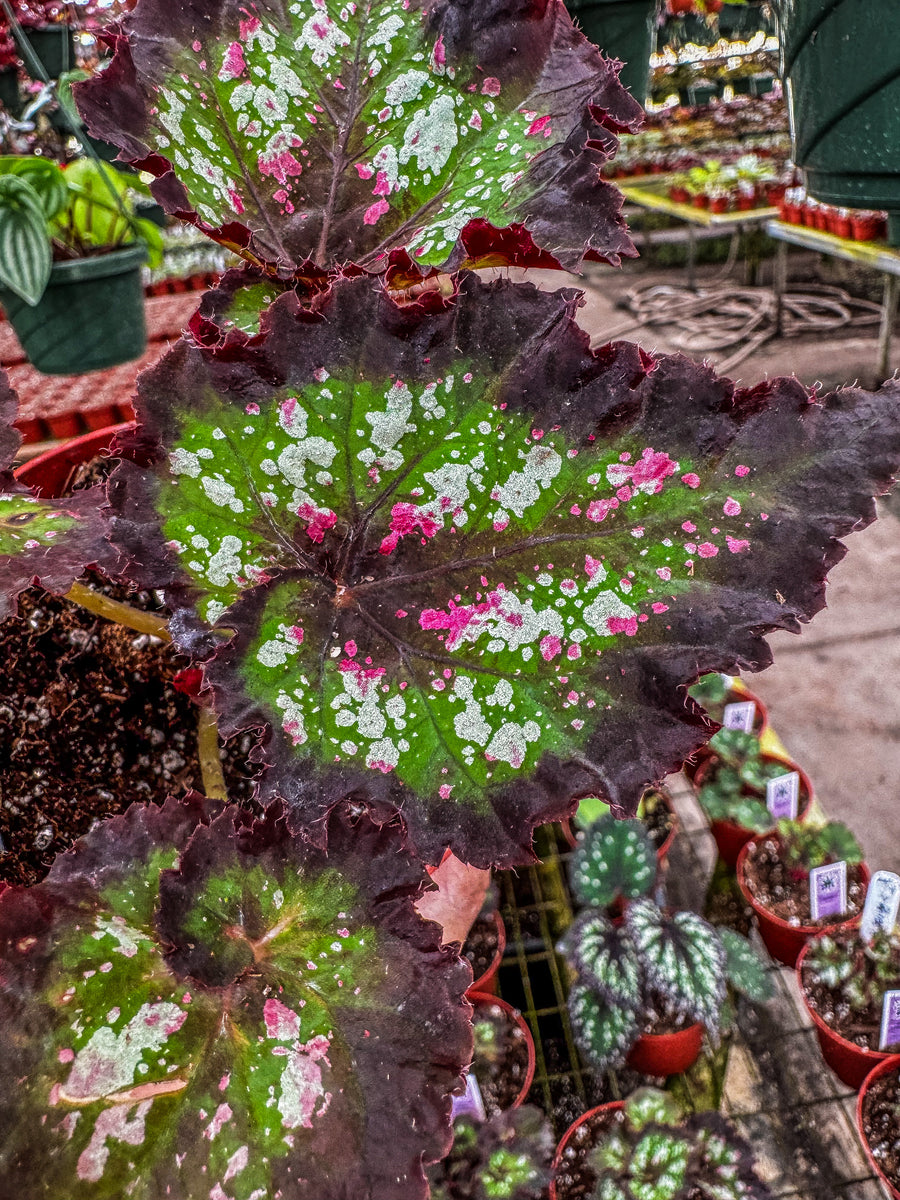Begonia “Harmony's Deja Voodoo”, 4