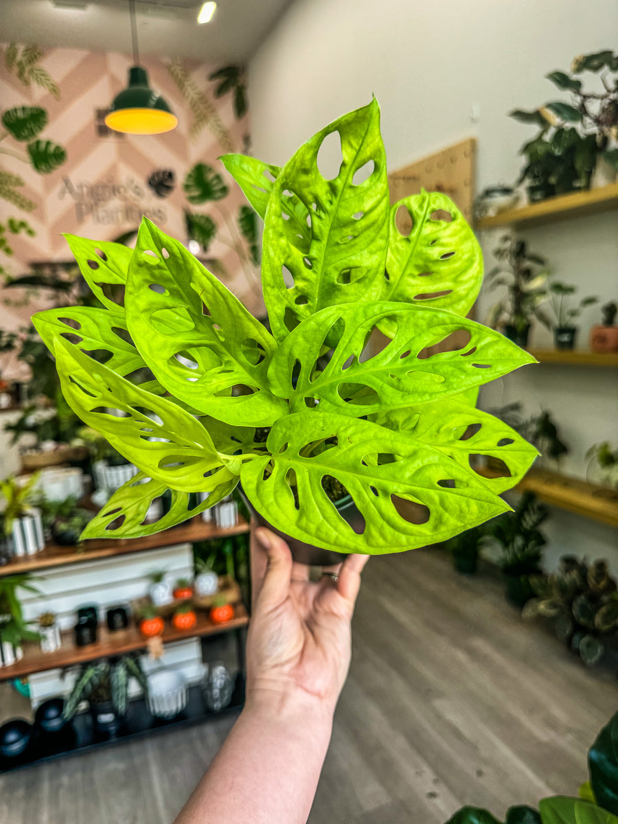 Monstera Adansonii Neon – Angie's Planties