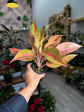 Load image into Gallery viewer, Aglaonema Pink Baramre, 4” Plant