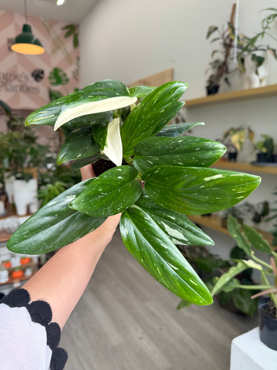 Monstera standleyana albo – Angie's Planties