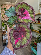 Load image into Gallery viewer, Begonia Rex “Harmony’s True Love”,4”