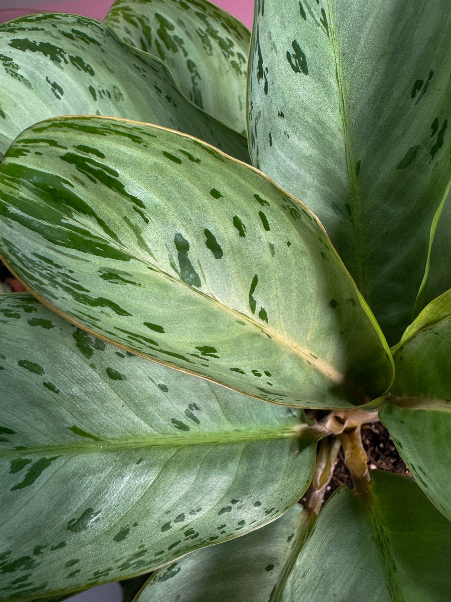 N*P様 THE GREEN KONG Aglaonema picture Aglaonema Pink Siam | Gertens Garden Center