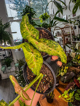 Load image into Gallery viewer, Syngonium Confetti Tricolor
