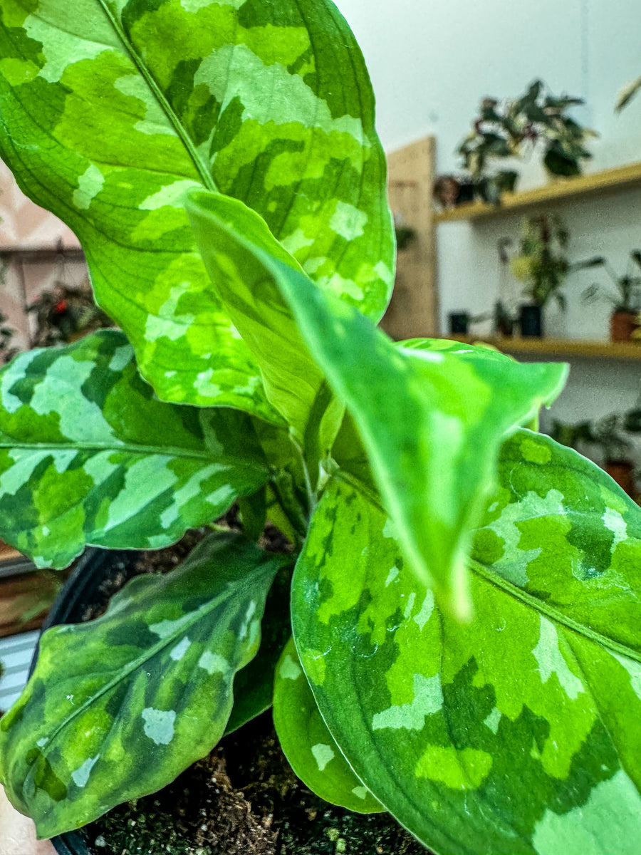 LA便 Aglaonema pictum tricolor 1218-03b Aglaonema pictum 'Tricolor' – The Plant Lady SF