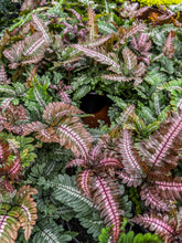 Load image into Gallery viewer, Fern Candy Striped