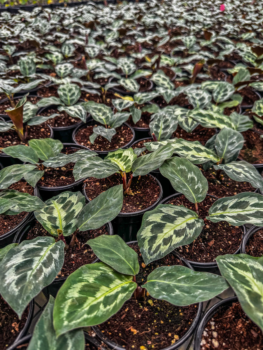 calathea hund Calathea Ornata Sanderiana (Pfauenpflanze) Secret Garden Plant Shop