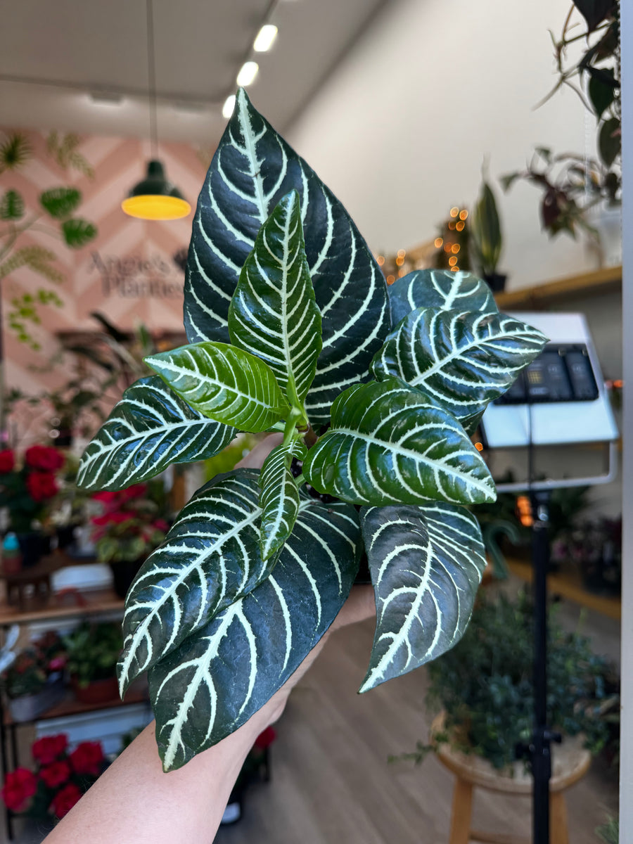 zebra plant indoor Aphelandra Dania (Zebra Plant)