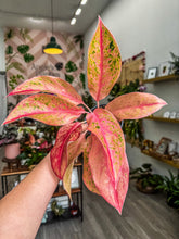 Load image into Gallery viewer, Aglaonema Pink Baramre, 4” Plant