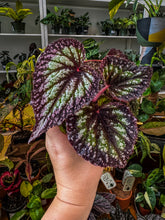 Load image into Gallery viewer, Begonia Rex “Nightfall”