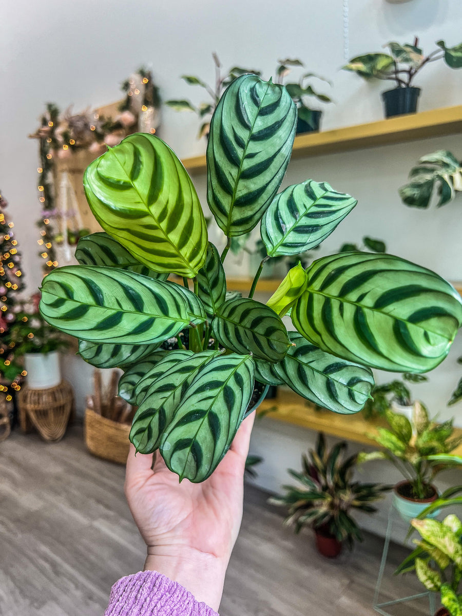 calathea gandersii 4