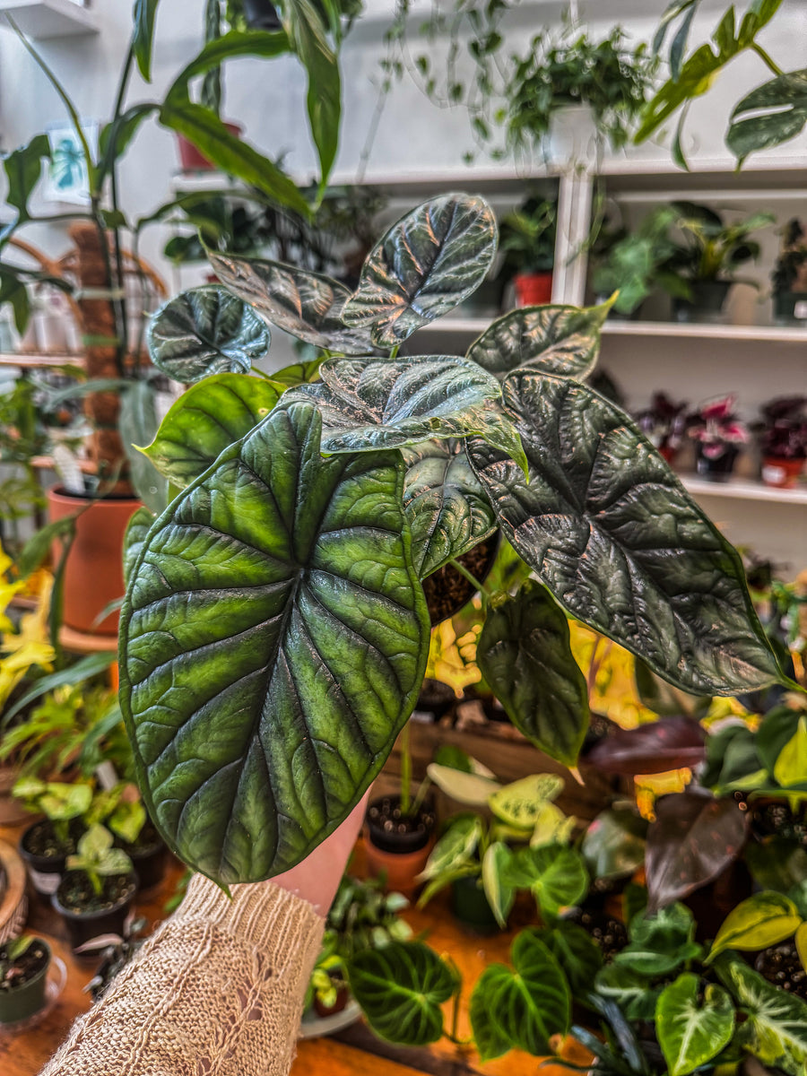 anthurium dragon scale Alocasia Dragon Scale – Angie's Planties