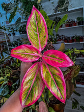 Load image into Gallery viewer, Aglaonema Lotus delight 4”