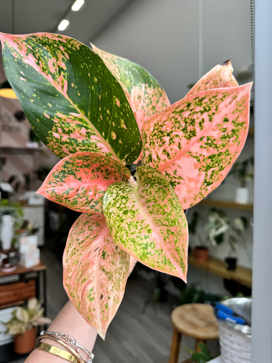 Aglaonema Orange Stardust 4” – Angie's Planties
